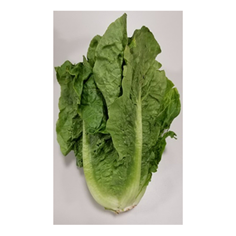シャキシャキ食感! ロメインレタス 約5kg 野菜 野菜セット 香川県観音寺市12000野菜・きのこその他 野菜