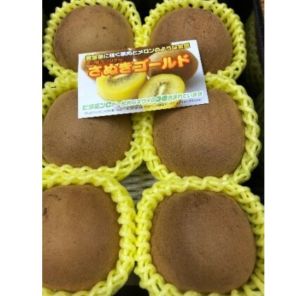 香川県オリジナルキウイ「さぬきゴールド」大玉約1.2kg 果実 甘い 讃岐 くだもの ジューシー フルーツ 果物詰合せ 香川県観音寺市9000果物・フルーツその他 果物・フルーツ