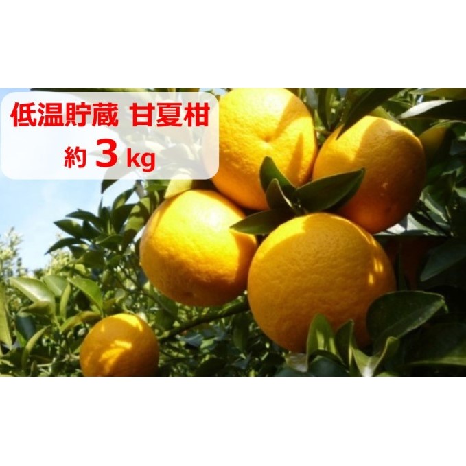 低温貯蔵 甘夏柑 約3kg 果物類 柑橘類 柑橘 みかん ミカン フルーツ 香川県観音寺市8000果物・フルーツみかん・柑橘類