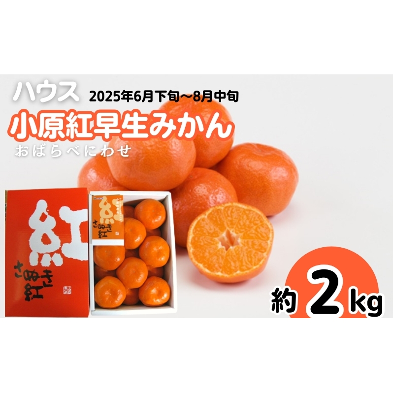 ハウス 小原紅早生 みかん 約2kg化粧箱 果物類 柑橘類 フルーツ 香川県観音寺市19000果物・フルーツみかん・柑橘類