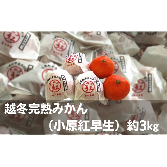 越冬完熟みかん(小原紅早生)約3kg 果物類 柑橘類 フルーツ ミカン 早生みかん 香川県観音寺市15000果物・フルーツみかん・柑橘類