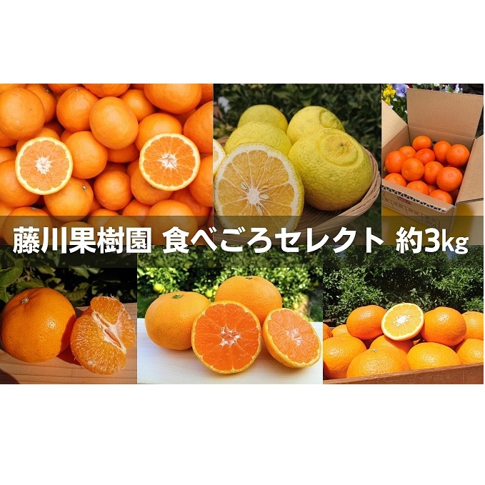 フジカワ果樹園スタッフの目利きセレクト!彩り中晩柑 約3kg 果物類 みかん 柑橘類 フルーツ 香川県観音寺市9000果物・フルーツみかん・柑橘類