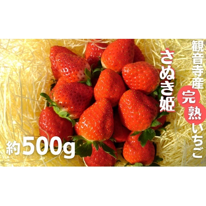 数量限定 苺狩りの食味をお届け!観音寺産完熟いちご(さぬき姫)約500g 果物類 イチゴ オリジナル品種 紅色 高設式養液栽培 プレゼント 香川県観音寺市12000果物・フルーツいちご