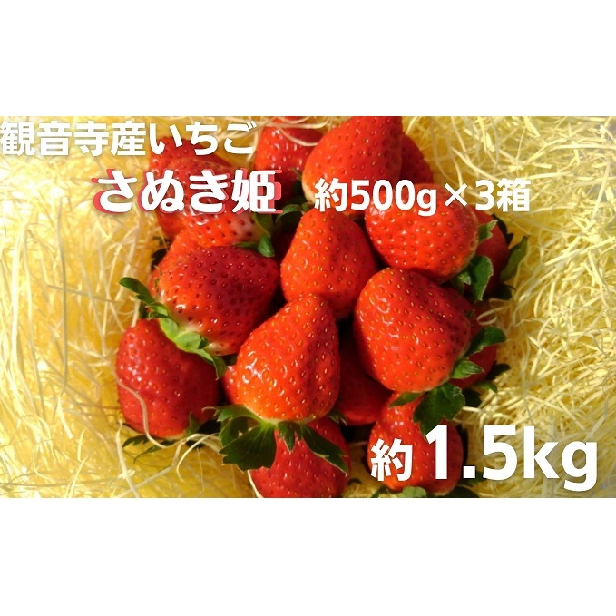 数量限定 観音寺産いちご(さぬき姫)バラ詰め約1.5kg(約500g×3箱) 果物類 苺 イチゴ オリジナル品種 紅色 高設式養液栽培 プレゼント 香川県観音寺市17000果物・フルーツいちご