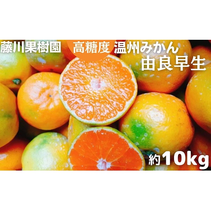2025年秋よりお届け 高糖度温州みかん(由良早生)約10kg 香川県産 フルーツ 果物類 柑橘類 香川県観音寺市19000果物・フルーツみかん・柑橘類