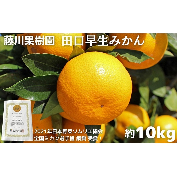 2025年秋よりお届け 田口早生みかん 約10kg 香川県産 フルーツ 果物類 柑橘類 香川県観音寺市19000果物・フルーツみかん・柑橘類