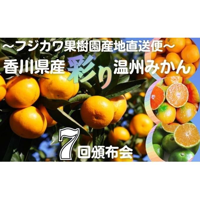 【7回頒布会】〜フジカワ果樹園産地直送便〜香川県産・彩り温州みかんセット 果物 柑橘 フルーツ 食べ比べ 香川県観音寺市41000果物・フルーツみかん・柑橘類