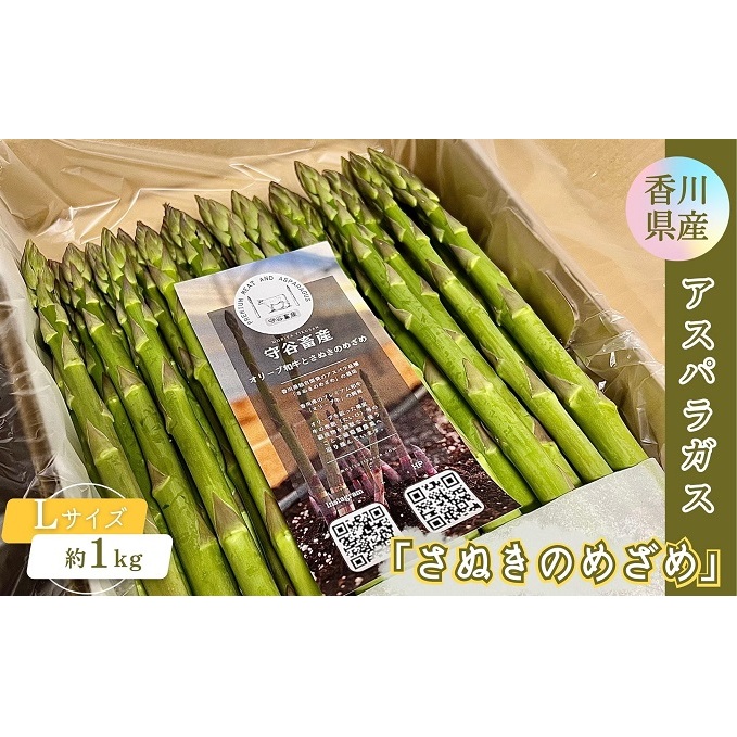 쌧YAXpKXuʂ̂߂߁vLTCY@1kg  Yi 27cmO ˓C O[AXpKX ①z 쌧ωs12000؁Ê̑ 