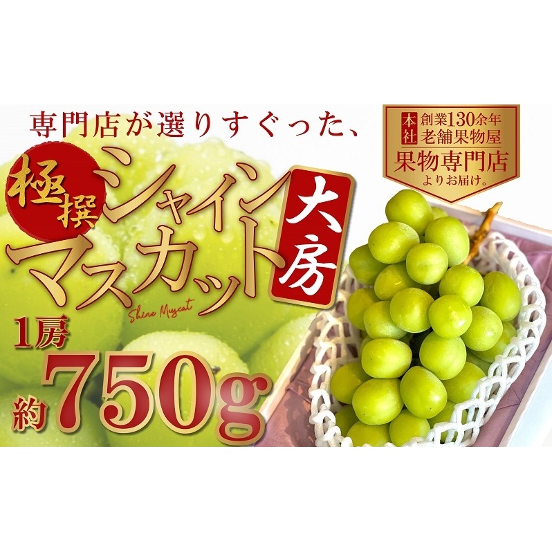 【2025年8月中旬より順次発送】 極撰!大房シャインマスカット 1房(約750g) 果物 ぶどう フルーツ 飴色 輝く 高糖度 風味 果皮 口どけ パリッ ジューシー 果肉 種なし パクパク 老舗 果物屋