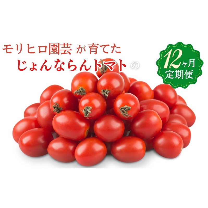 モリヒロ園芸が育てたじょんならんトマトの12ヶ月定期便 野菜 ミニトマト 香川県観音寺市152000野菜・きのこトマト