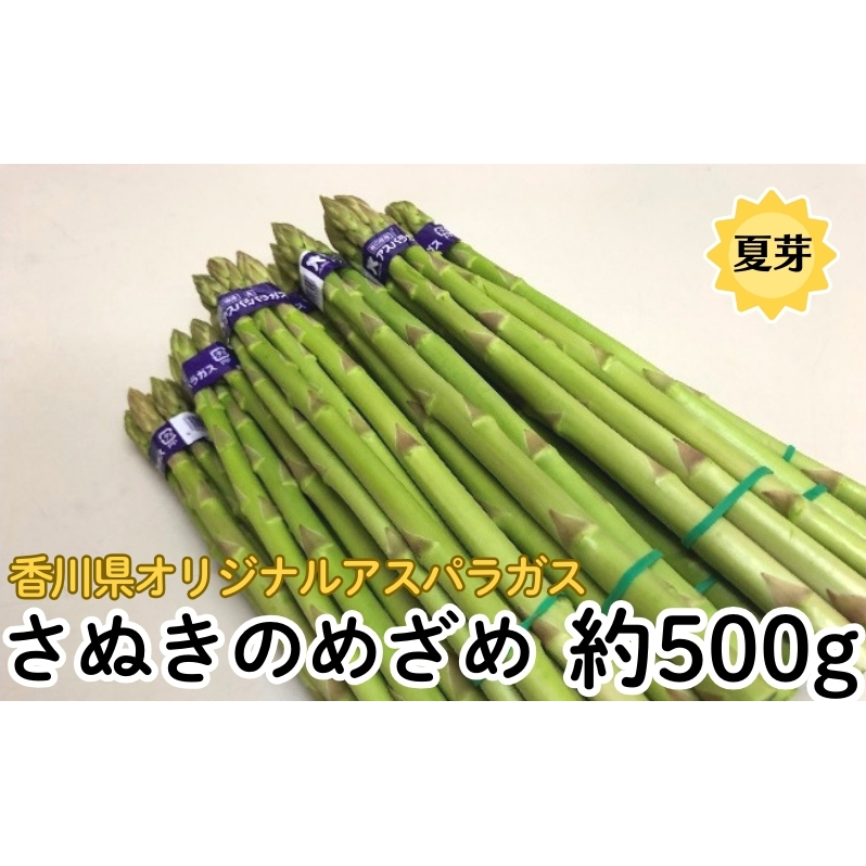 香川県オリジナルアスパラガス「さぬきのめざめ」(夏芽) 約500g アスパラガス 野菜香川県観音寺市6000野菜・きのこその他 野菜