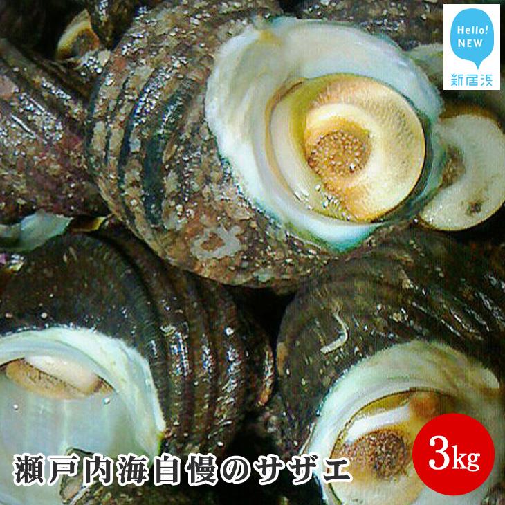 絶品!!瀬戸内海自慢のサザエ3kg愛媛県新居浜市24000魚介・海産物貝類