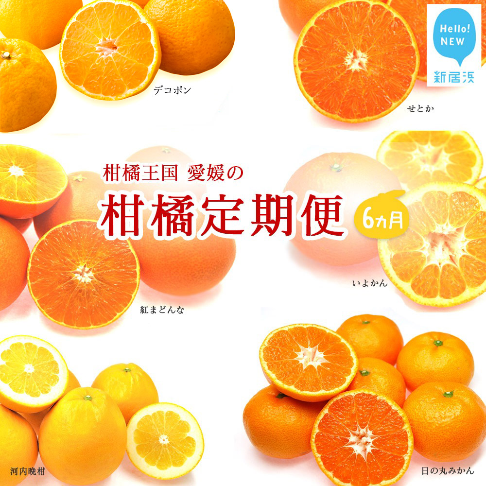 【定期便】フルーツ 果物 みかん かんきつ 柑橘定期便 6か月【期間限定:10月31日まで】【発送期間限定:11月〜4月】 柑橘王国 愛媛愛媛県新居浜市130000果物・フルーツみかん・柑橘類