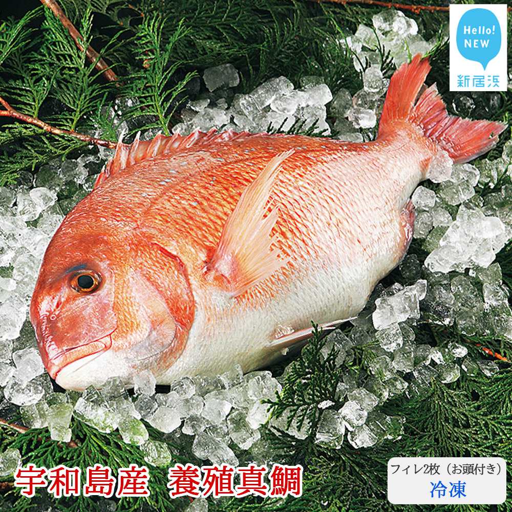 愛媛県産養殖真鯛フィレ2枚(お頭付き・冷凍)お刺身で!焼いて!煮て食べ鯛! 新鮮・安心愛媛県新居浜市18000魚介・海産物その他 魚介・海産物