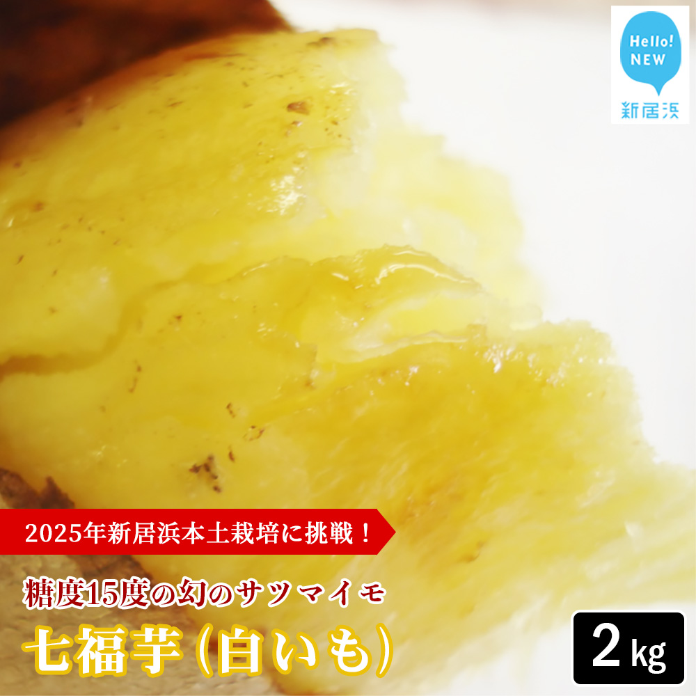 【先行予約】【数量限定】 新居大島の遺伝子を受け継ぐ幻のさつまいも 「七福芋(白いも)」 新居大島原産・本土栽培品 2kg 七福芋 白芋愛媛県新居浜市10000野菜・きのこじゃがいも・イモ