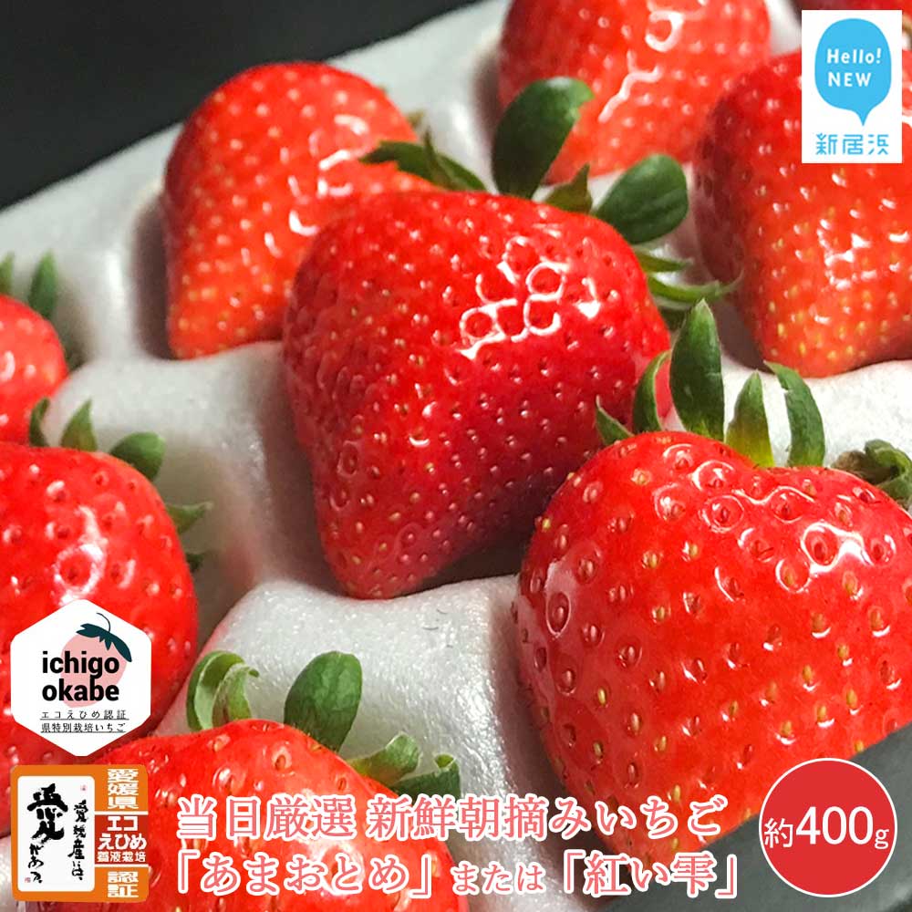 【先行予約】 フルーツ いちご 苺 「あまおとめ」 または 「紅い雫」 厳選大玉 約400g エコえひめ認証 愛媛県 オリジナルブランド品種 箱入り クール便 新鮮 朝摘み 収穫当日発送 ichigo okabe