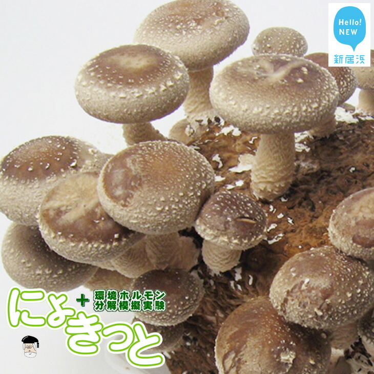 HׂIwׂI͔|+z͋[LbgQVls12000؁Ê̂