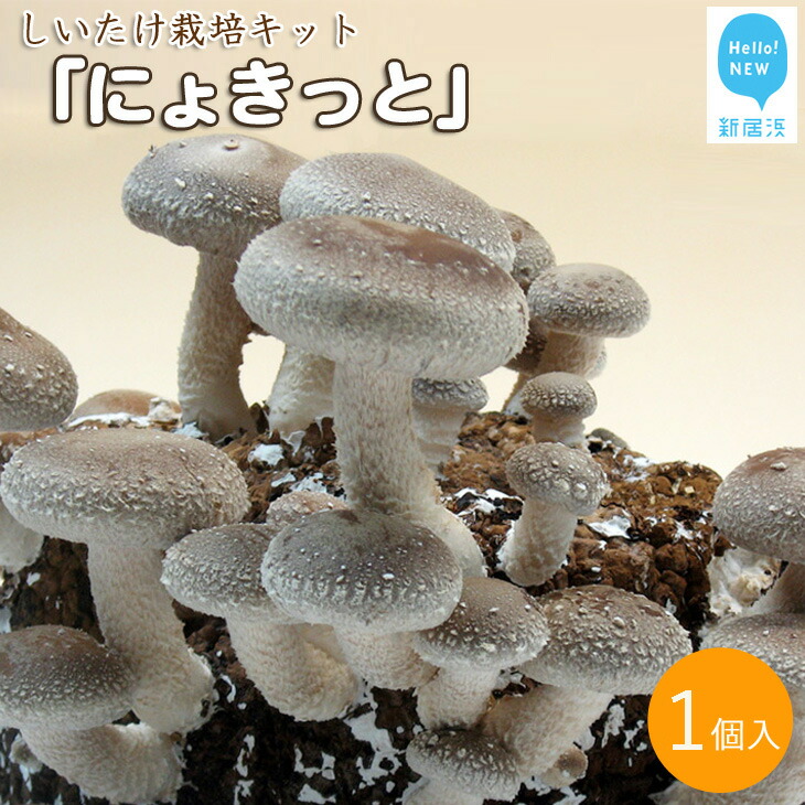 しいたけ栽培キット にょきっと 1個セット愛媛県新居浜市6000野菜・きのこきのこ