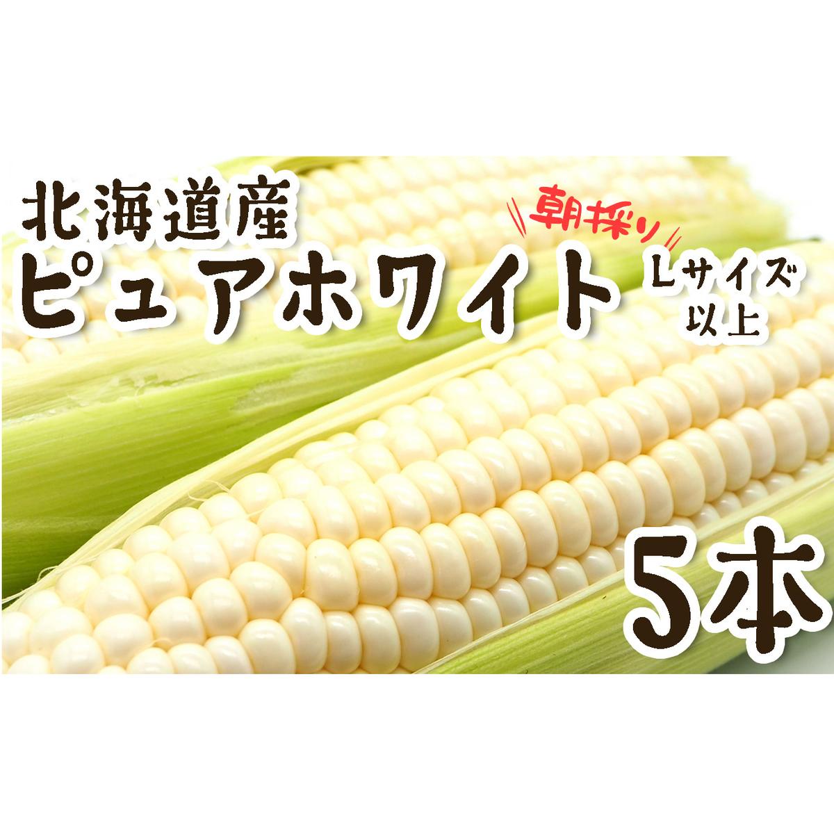 < 10月上旬より発送開始 > 北海道産 白い とうもろこし 5本 Lサイズ 以上 ピュアホワイト 朝採れ とうきび 野菜 新鮮 冷蔵 北海道 新ひだか町 <予約受付 >北海道新ひだか町13000野菜・きの