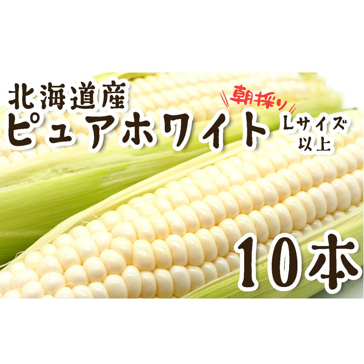  10{蔭Jn  kCY  Ƃ낱 10{ LTCY ȏ sAzCg ̂ Ƃ  VN ① kC VЂ  \t kCVЂ21500؁E