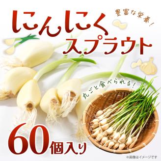 にんにくスプラウト 60個入り グリーンラボ近江 滋賀県 東近江市 A04 にんにく ニンニク 無臭 料理 食材 水耕栽培 野菜 天ぷら滋賀県東近江市10000野菜・きのこその他 野菜