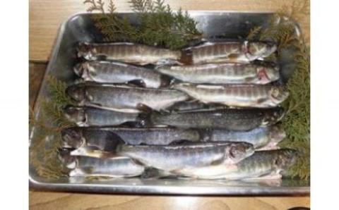 イワナ生き活〆(25〜30尾入) 有限会社池田養魚場 滋賀県 東近江市 C-D12 イワナ 岩魚 川魚 魚 釣り 渓流 活魚 活〆 養殖 塩焼き 炭火焼き 燻製 骨酒 滋賀 鈴鹿山脈滋賀県東近江市34000魚介・海