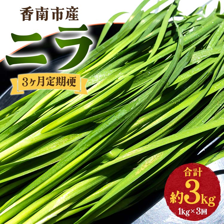 3ヶ月定期便 香南市産 ニラ 合計約3kg(1kg×3回) - にら 韮 生 野菜 やさい 香味野菜 葉物 新鮮 シャキシャキ食感 肉厚 にくあつ 料理 アレンジ 炒めもの 炒め物 煮物 鍋 なべ もつ鍋 産地直送