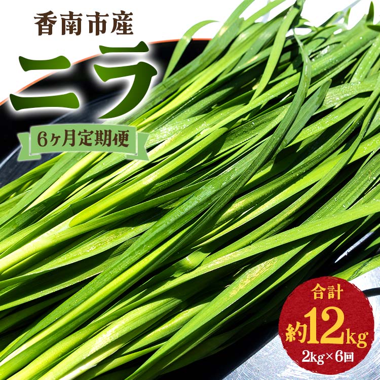 6ヶ月定期便 香南市産 ニラ 合計約12kg(2kg×6回)- にら 韮 生 野菜 やさい 香味野菜 葉物 新鮮 シャキシャキ食感 肉厚 にくあつ 料理 アレンジ 炒めもの 炒め物 煮物 鍋 なべ もつ鍋 産地直送