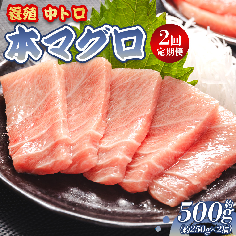 中トロ 定期便 2回 約250g 2冊 養殖 本マグロ 合計1kg Woo-0022高知県香南市40000魚介・海産物鮮魚