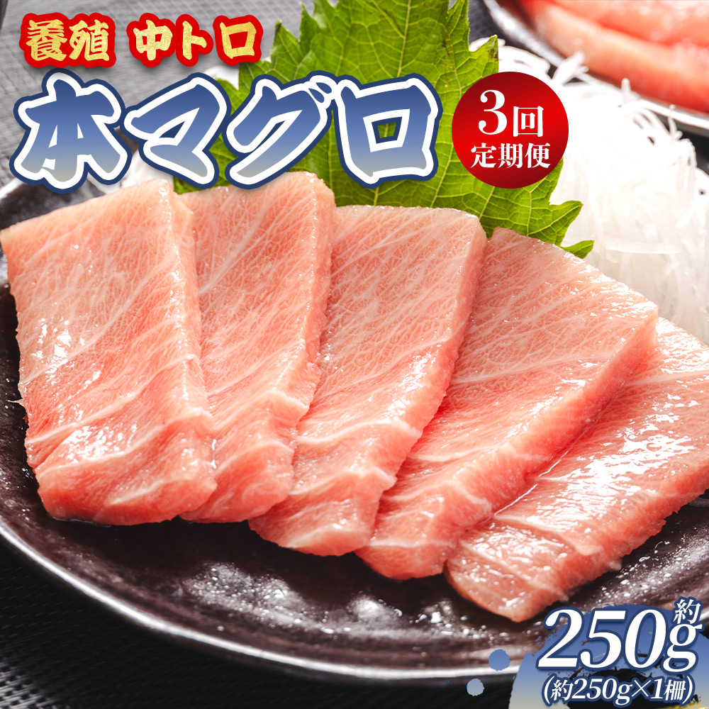 中トロ 定期便 3回 約250g 1冊 養殖 本マグロ 合計750g - 鮪 まぐろ 中とろ 寿司 刺身 さしみ 海鮮丼 漬け丼 カルパッチョ おつまみ 新鮮 海産物 魚介 海の幸 オオジ 高知県 香南市 冷凍 Woo-0028高