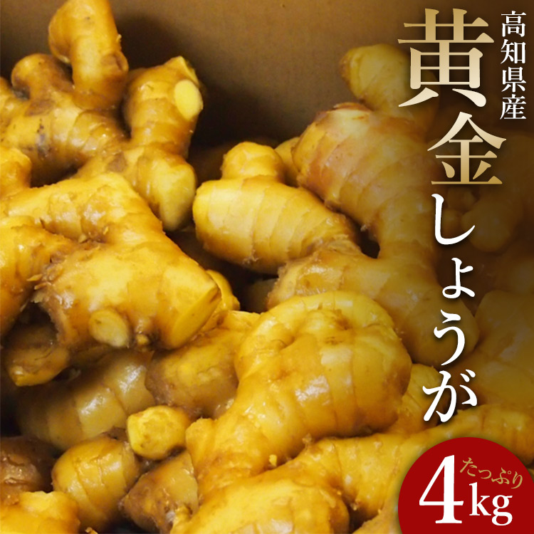 生姜一筋70年の生姜老舗問屋 黄金しょうが4kg Xnb-0008高知県香南市21000野菜・きのこ大根・ニンジン・根菜類