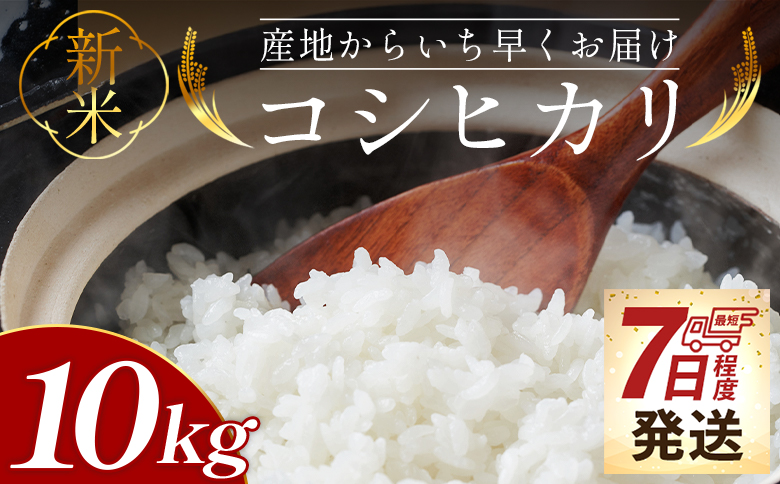 【7日程度で発送】新米 令和7年産 コシヒカリ 10kg - 新米 お米 おこめ 国産 米 精米 こしひかり ごはん 白米 ご飯 おにぎり おむすび 料理 調理 防災 非常食 備蓄 早い すぐ届く 早く届く スピ