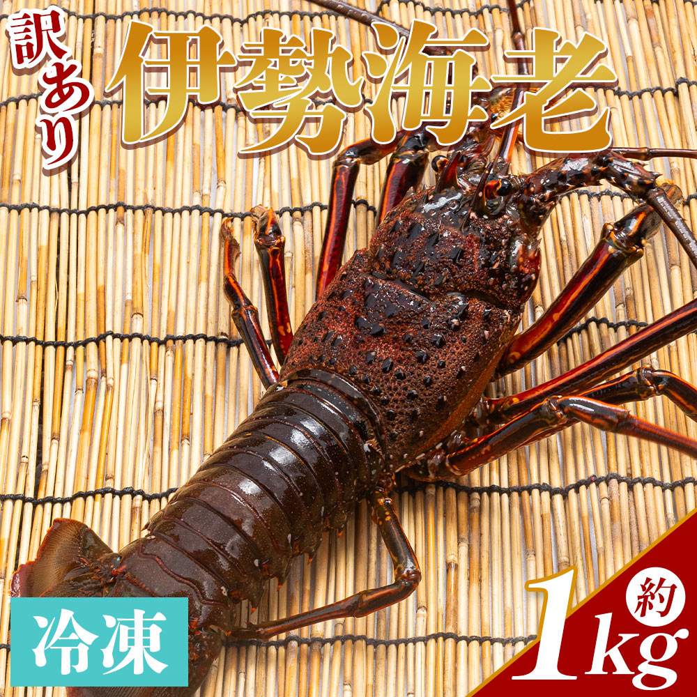 伊勢海老 1kg(1〜5匹) 冷凍 - 訳あり 国産 エビ えび 海鮮 魚介 産地直送 プリプリ 味噌汁 刺身 焼き物 汁物 えび蔵 高知県 香南市 冷凍 10000円以上 1万円以上 eb-0006高知県香南市22500魚介・海産物