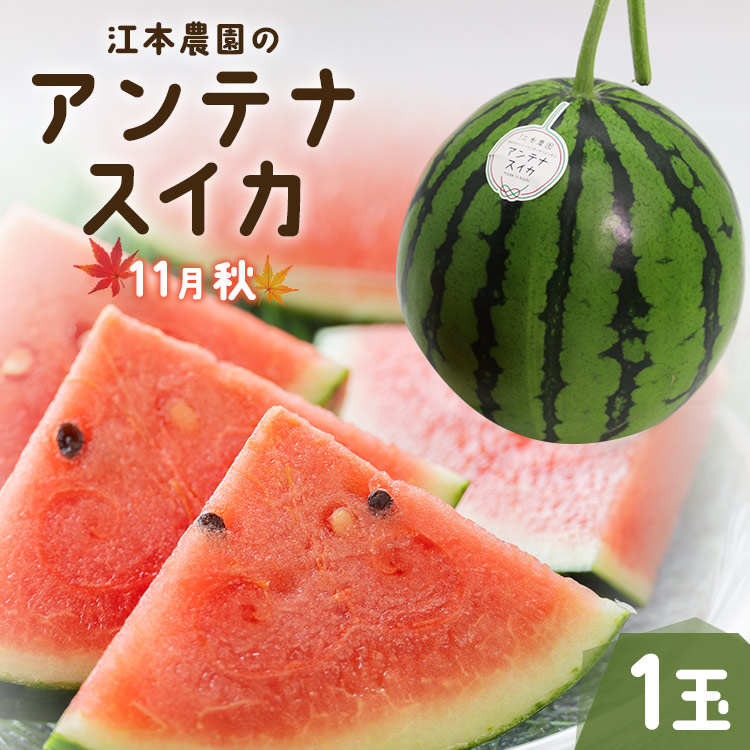 【先行受付】【期間限定】江本農園の11月秋アンテナスイカ1玉 - 高知県産 西瓜 すいか 産地直送 スイカ em-0017高知県香南市15000果物・フルーツメロン・スイカ