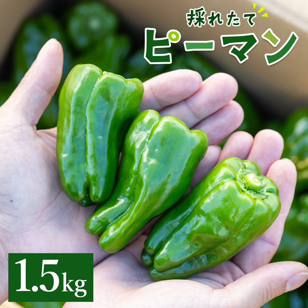 【先行受付】高知県香南市産採れたてピーマン1.5kg - 野菜 やさい 新鮮 国産 肉厚 炒め物 肉詰め 料理 高知県 香南市 冷蔵 im-0002高知県香南市9000野菜・きのこその他 野菜