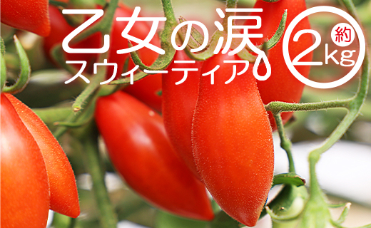 乙女の涙 スウィーティア ミニトマト 2kg - ミニトマト プチトマト フルーツトマト ギフト のし対応 高糖度 お歳暮 御歳暮 贈答用 贈り物 クリスマス 年末年始 is-0017高知県香南市24500野菜・き