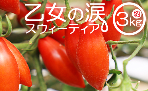乙女の涙 スウィーティア ミニトマト 3kg - ミニトマト プチトマト フルーツトマト ギフト のし対応 高糖度 お歳暮 御歳暮 贈答用 贈り物 クリスマス 年末年始 is-0018高知県香南市35500野菜・き