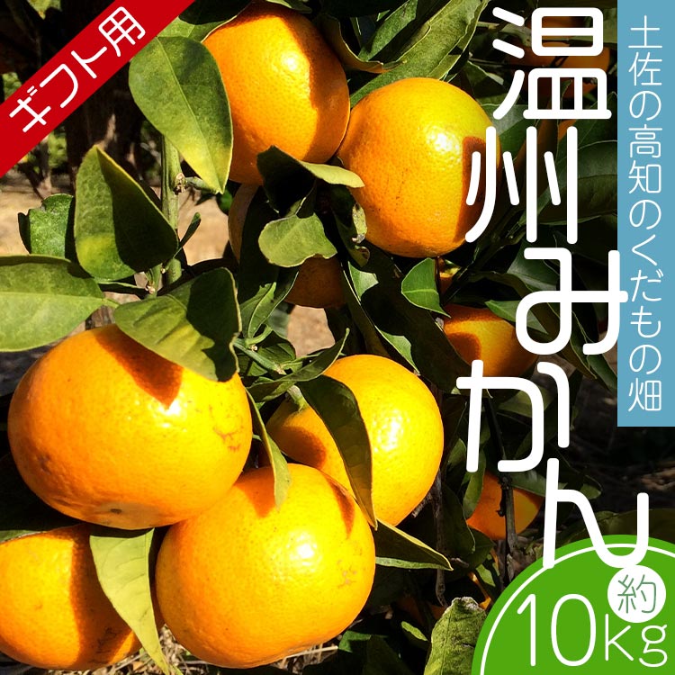 みかん 10kg (5kg箱×2) ギフト用 土佐の高知のくだもの畑 - 温州みかん ミカン 蜜柑 柑橘類 フルーツ 果物 くだもの 熨斗 のし対応可 贈り物 贈答用 贈答品 プレゼント ギフト 御礼 お礼 御祝い