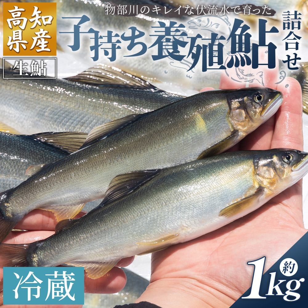 高知県産 生子持ち鮎 1kg 物部川のキレイな伏流水で育った 養殖鮎 詰合せ カネミツ養鮎- 国産 アユ あゆ 魚 魚介 海鮮 養殖 川魚 塩焼き 炊き込みご飯 鮎飯 カネミツ養鮎 高知県 香南市【冷蔵