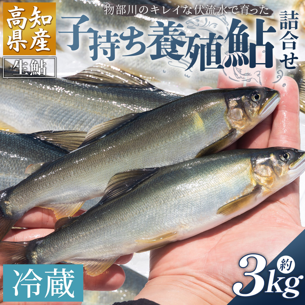 高知県産 生子持ち鮎 3kg 物部川のキレイな伏流水で育った 養殖鮎 詰合せ カネミツ養鮎- 国産 アユ あゆ 魚 魚介 海鮮 養殖 川魚 塩焼き 炊き込みご飯 鮎飯 カネミツ養鮎 高知県 香南市【冷蔵