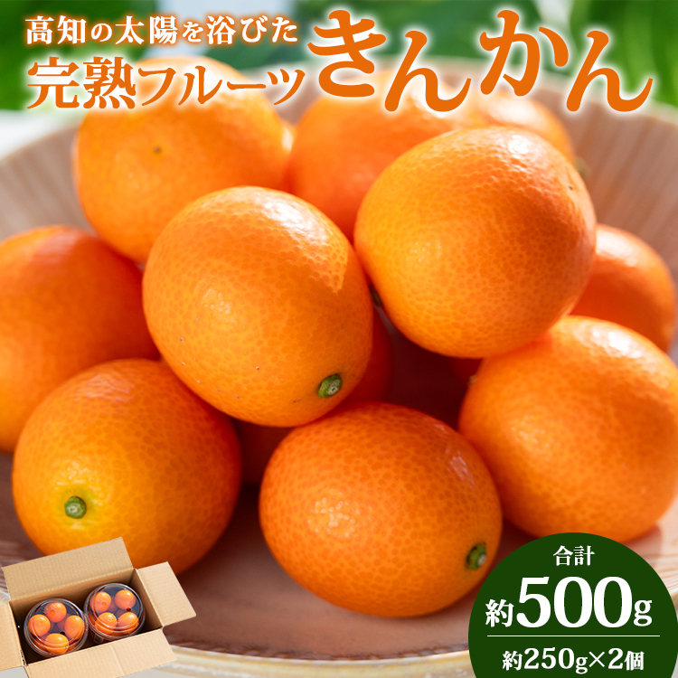 【平均糖度18度】きんかん 金柑 合計500g(250g×2パック) 高知の太陽を浴びた完熟フルーツきんかん 先行受付- 果物 フルーツ 金柑 柑橘 期間限定 数量限定 ku-0048高知県香南市8500果物・フルー