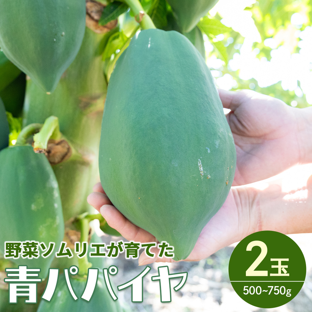 野菜ソムリエが育てた青パパイヤ 2玉 - パパイア やさい 果物 フルーツ 料理 サラダ おでん 炒め物 酵素 高知県 香南市 常温 mj-0017高知県香南市10000野菜・きのこその他 野菜