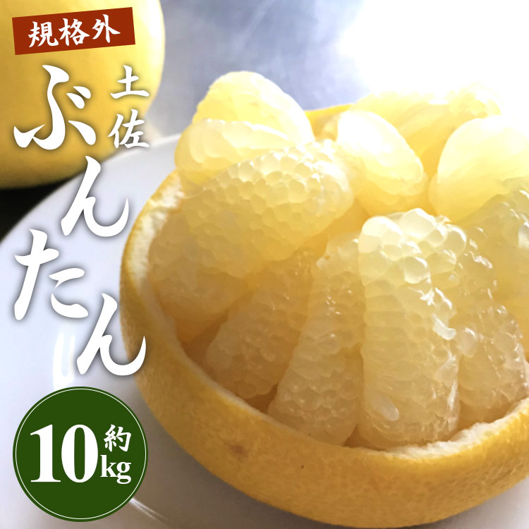 【先行予約】訳あり 土佐文旦 約10kg(規格外 2L〜4Lサイズ)- 家庭用 期間限定  果物 フルーツ 柑橘 高知県産 ぶんたん ブンタン ざぼん ザボン 季節限定 デザート 傷 お取り寄せ 産地直送 特