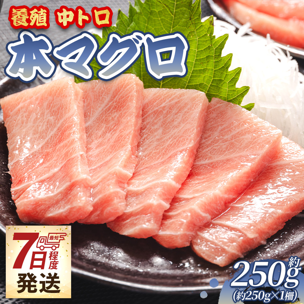 【7日程度で発送】本まぐろ 中トロ 約250g 1冊 養殖 -  鮪 マグロ 中とろ 寿司 刺身 さしみ 海鮮丼 漬け丼 カルパッチョ おつまみ 新鮮 海産物 魚介 海の幸 スピード発送 オオジ 高知県 香南市