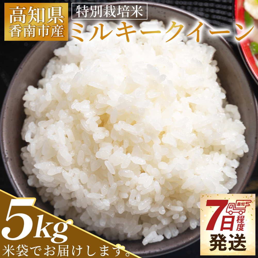 【7日程度で発送】特別栽培米 ミルキークイーン 5kg 高知県香南市産 - お米 米 白ご飯 ごはん 精米 精米 お弁当 おにぎり おむすび 炊き込みご飯 おいしい 美味しい 防災 非常食 備蓄 スピー