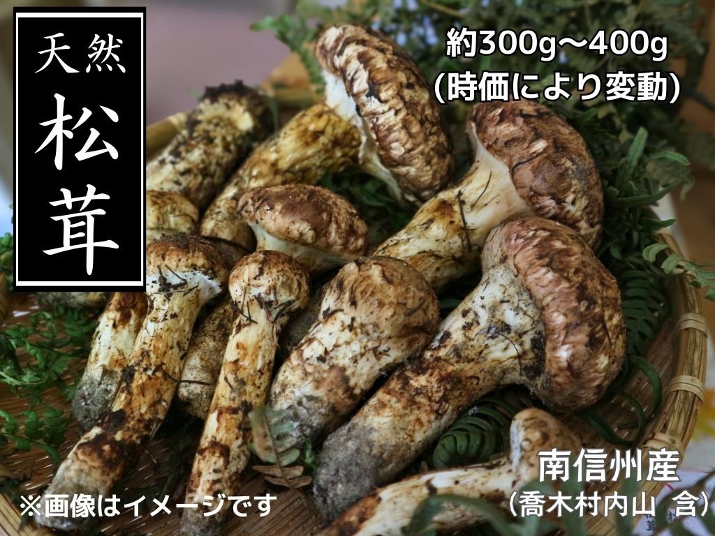 松茸長野県喬木村100000野菜・きのこきのこ