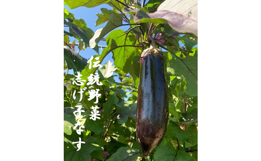 信州伝統野菜 喬木村産志げ子なす4本セット長野県喬木村7000果物・フルーツマスカット・ぶどう