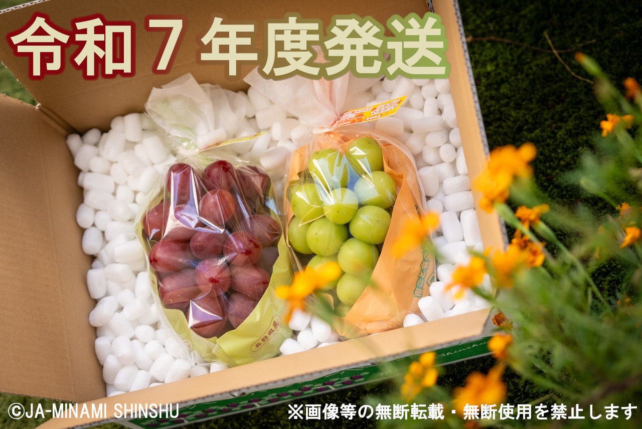 クイーンルージュ?&シャインマスカット 秀品 約1.2kg (各1房)長野県喬木村16000果物・フルーツマスカット・ぶどう