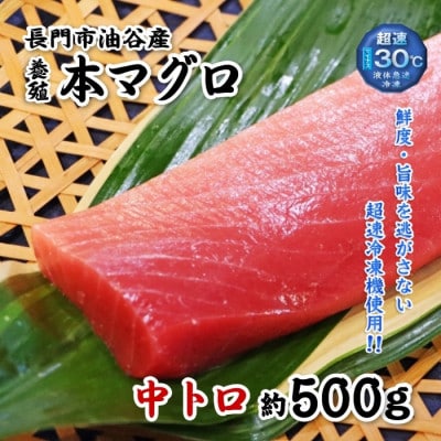 油谷産養殖本マグロ 中トロ柵 500g(1274)【配送不可地域:離島・北海道・沖縄・東北】【1355201】山口県長門市21000魚介・海産物鮮魚