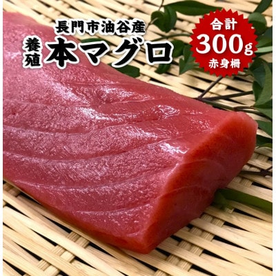 油谷産養殖本マグロ 赤身柵 約300g(1095)【配送不可地域:離島・北海道・沖縄】【1373515】山口県長門市11000魚介・海産物鮮魚
